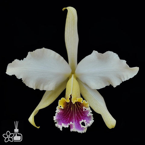 [Bare-root]Cattleya rex [Aug Special Order]