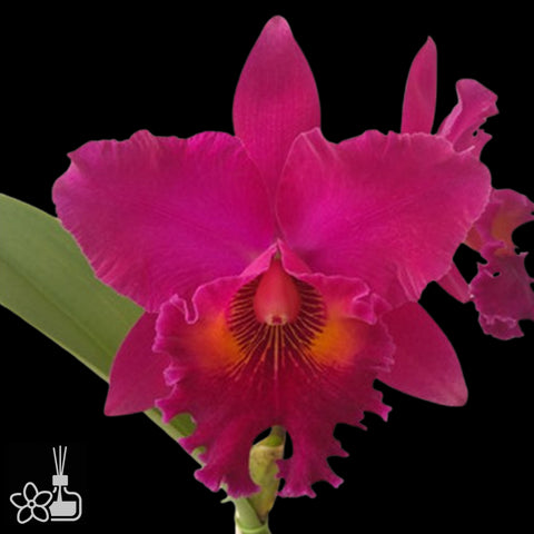 [Bare-root]Blc. Chia lin new city x Rlc. Nsa linda dona [Aug Cattleya]