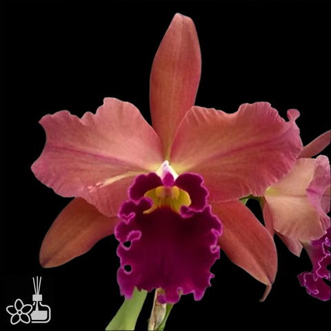 [Bare-root]Blc.toshie aoki carmela x L.tenebrosa 4n [Aug Cattleya]