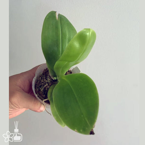 [Potted]P.Freya s Blue Origin Emerald Blue x LL Blue Family 翡翠藍x柳林藍家 [Aug in Stock]