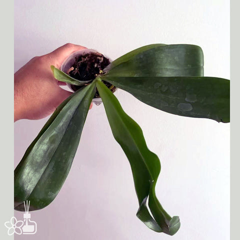 [Potted]Phal micholitzii x speciosa ‘coffee’ 米庫x咖啡盾 [Aug in Stock]