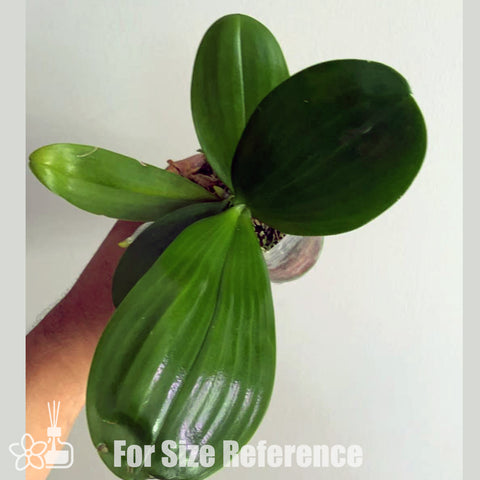 [Potted]Phal. Mituo Princess 'Sapphire'  彌陀藍寶石MO511 [Aug in Stock]