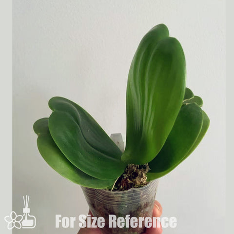 [Potted]Phal. Mituo Reflex Dragon 'Allura' 反色龍‘歐諾拉’ [Aug in Stock]