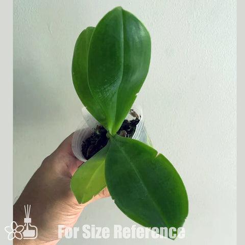[Potted]Phal. Lioulin Blue Jenny ‘Dolphin’ 柳林藍海豚 [Aug in Stock]