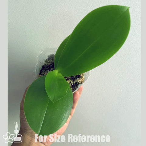 [Potted]Phal. Lioulin Blue Star 藍海之星 [Aug in Stock]