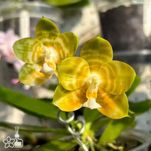 [Bare-root]Phal. Mituo Reflex King 'flava' 彌陀黃反[Wishlist]
