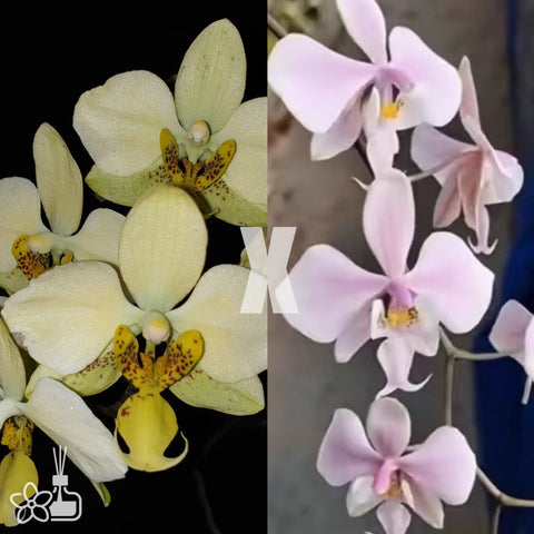[Bare-root]Phal. stuartiana nobilis x schilleriana '118' [Wishlist]