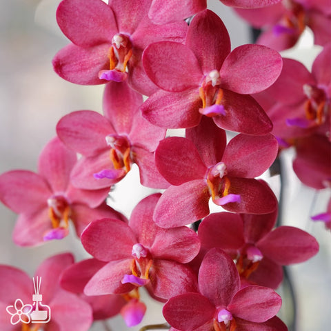 [Bare-root]Phal. Buddha's Treasure 浮陀寶藏 [Wishlist]
