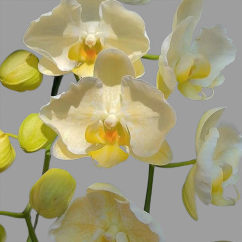 [Bare-root]Phal. Golden Lace Whisper 和鳴金邊蕾絲 [Wishlist]