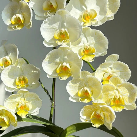 [Bare-root]Phal. Golden Lace Whisper 和鳴金邊蕾絲 [Wishlist]