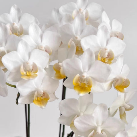[Bare-root]Phal. Liu's Fantasy 劉氏幻想 [Wishlist]