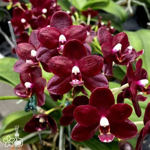 [Bare-root]Phal. Natsume's Berry 夏目黑莓 [Wishlist]