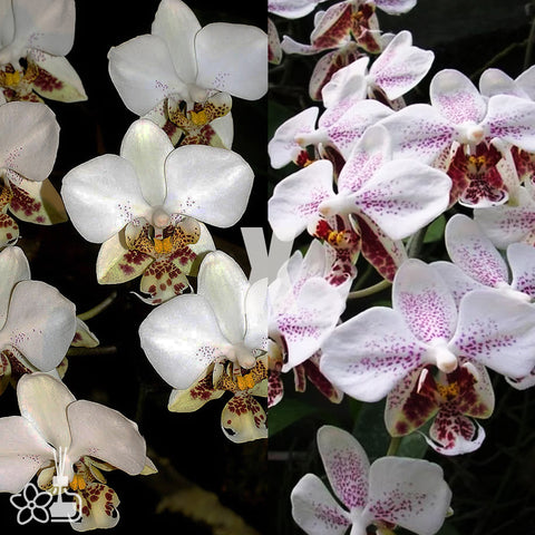 [Bare-root]Phal stuartiana 'apayao' x stuartiana 'george vasquez' 香白史x銀河史 [Wishlist]