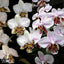 [Bare-root]Phal stuartiana 'apayao' x stuartiana 'george vasquez' 香白史x銀河史 [Wishlist]