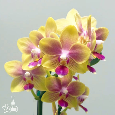 [Bare-root]Phal. I-Hsin Venus 'Sunkissed' 金樹二代 [Wishlist]