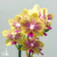[Bare-root]Phal. I-Hsin Venus 'Sunkissed' 金樹二代 [Wishlist]