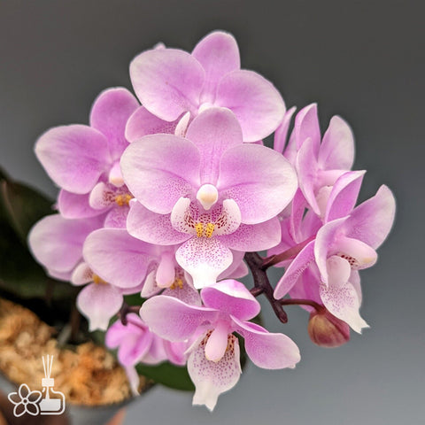 [Bare-root]Phal. Jiaho's Pink Girl 椎名櫻蘭 [Wishlist]
