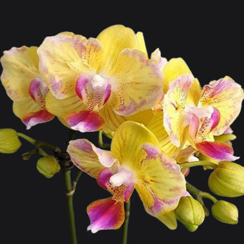 [Bare-root]Phal. Golden Yuzu (peloric) 金柚子兩眼 [Wishlist]