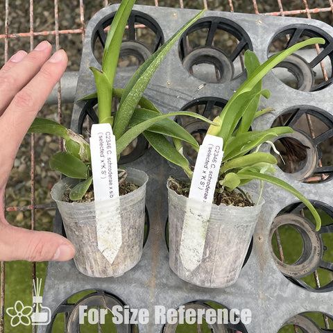 [Bare-root]C. schroederae 'Selected x KS'  [Aug Preorder]
