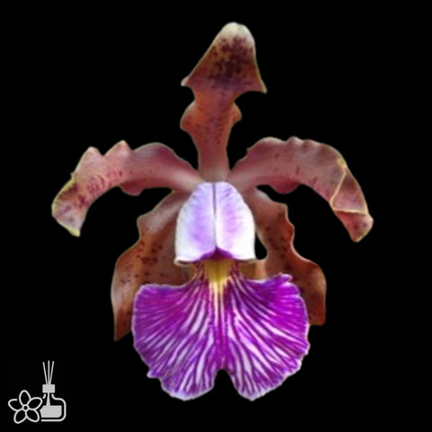 [Bare-root]C. Schilleriana tipo 'americanense x ricardo' [Aug Cattleya]