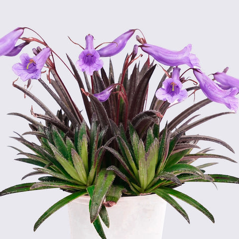 [Bare-root] Streptocarpus textilis 文採苣苔 [Wishlist]