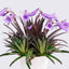 [Bare-root] Streptocarpus textilis 文採苣苔 [Wishlist]