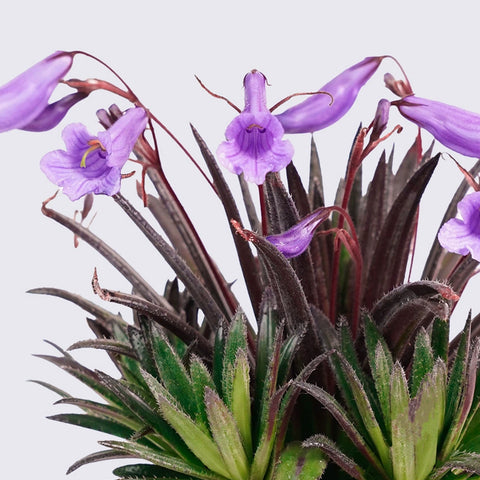 [Bare-root] Streptocarpus textilis 文採苣苔 [Wishlist]