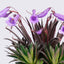 [Bare-root] Streptocarpus textilis 文採苣苔 [Wishlist]