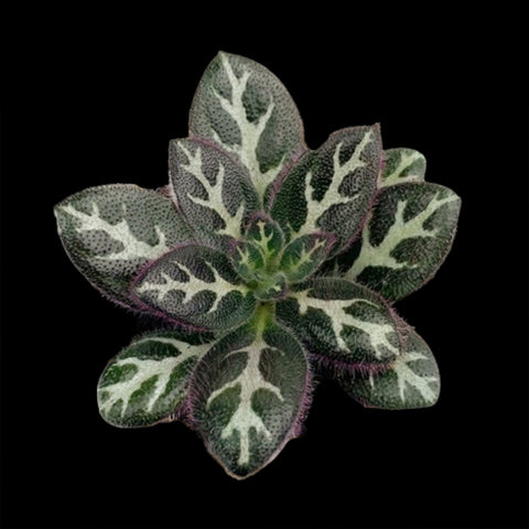 [Bare-root] Primulina sinovietnamica 中越紅毛苣苔 [Wishlist]