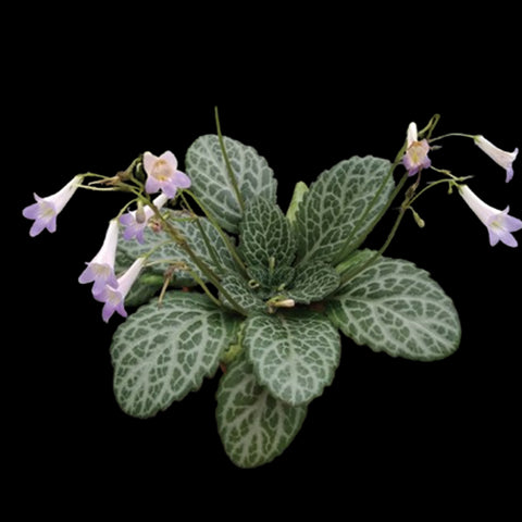 [Bare-root] Primulina liujiangensis 斑葉柳江苣苔 [Wishlist]