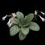 [Bare-root] Primulina liujiangensis 斑葉柳江苣苔 [Wishlist]