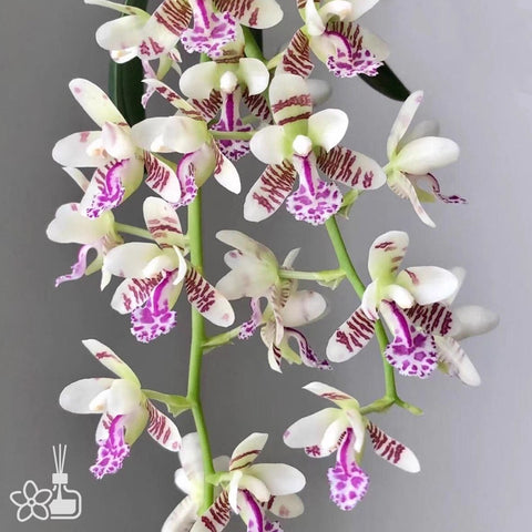 [Bare-root]Phal. (Sedirea) japonica 名護蘭[Wishlist]