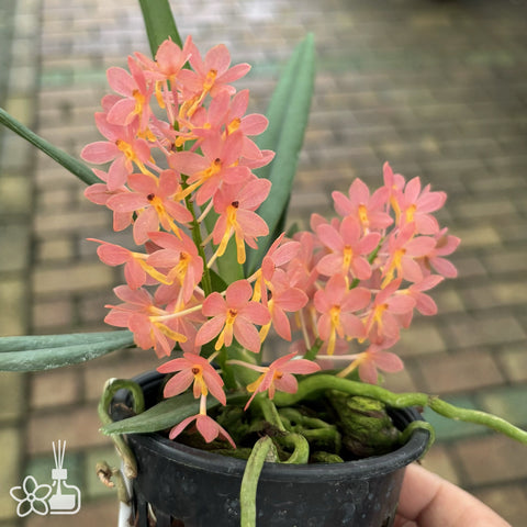 [Bare-root]Asctm. Miniatum 橘粉色鳥舌蘭 [Wishlist]
