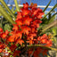 [Bare-root]Asctm. ampullaceum 紅花鳥舌蘭 [Wishlist]