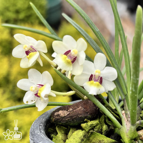 [Bare-root]Holcoglossum flavescens 西西公主 [Aug in Stock]