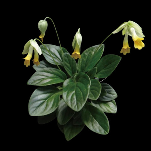 [Bare-root]Chirita lutea 黃花牛耳 [Wishlist]
