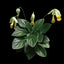 [Bare-root]Chirita lutea 黃花牛耳 [Wishlist]