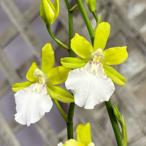 [Bare-root]Rhynchostele bictoniensis f. alba 小天使 [Wishlist]