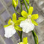 [Bare-root]Rhynchostele bictoniensis f. alba 小天使 [Wishlist]