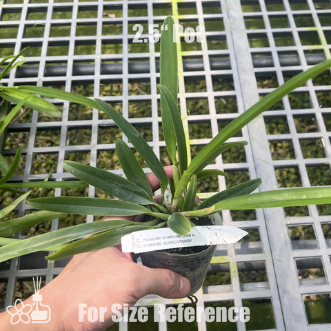 [Bare-root]C. mossiae f. quasicoerulea x quasiconcolor [Aug Preorder]
