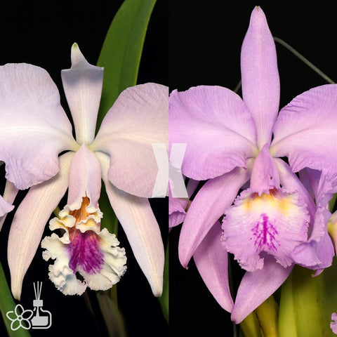 [Bare-root]C. mossiae f. quasicoerulea x quasiconcolor [Aug Preorder]