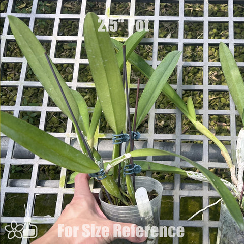 [Bare-root]C. mossiae tipo [Aug Preorder]