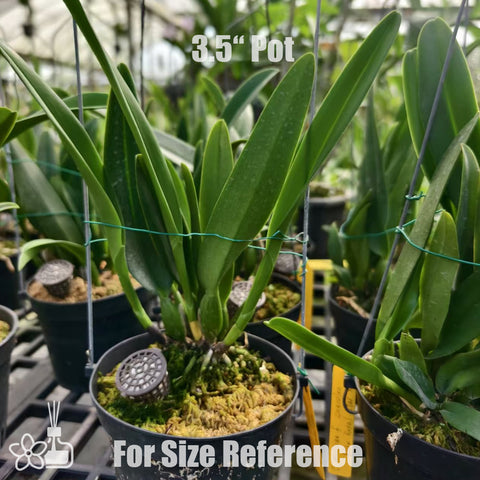 [Bare-root]C. mossiae coerulea  藍莫西 [Aug Special Order]