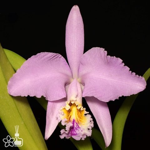 [Bare-root]C. mossiae tipo [Aug Preorder]