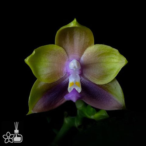 [Bare-root]Phal. Mituo Princess 弥陀公主  [Wishlist]