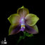 [Bare-root]Phal. Mituo Princess 弥陀公主  [Wishlist]