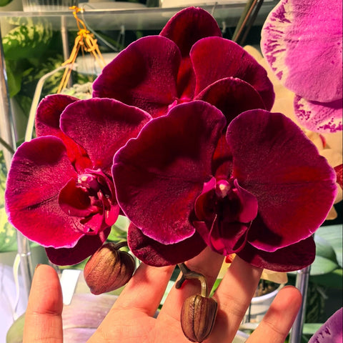 [Bare-root]Phal. Ox Black Face 絲絨紅天鵝 [Aug in Stock]