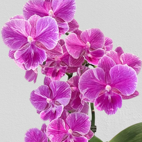 [Bare-root]Phal. Tying Shin Black Bear 小紅魚五花肉 [Aug in Stock]