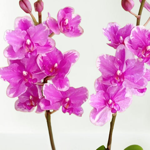 [Bare-root]Phal. Liu's Sakura ‘Red Splash’ 劉氏紅櫻花 [Aug in Stock]