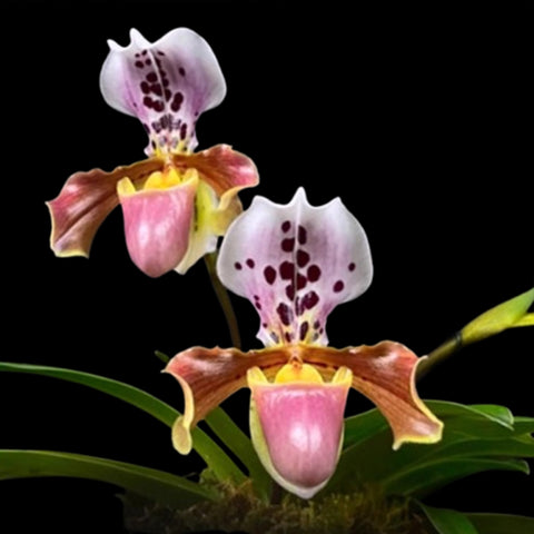 [Bare-root]Paph. New Vietenryanum 格力X亨利 [Aug in Stock]